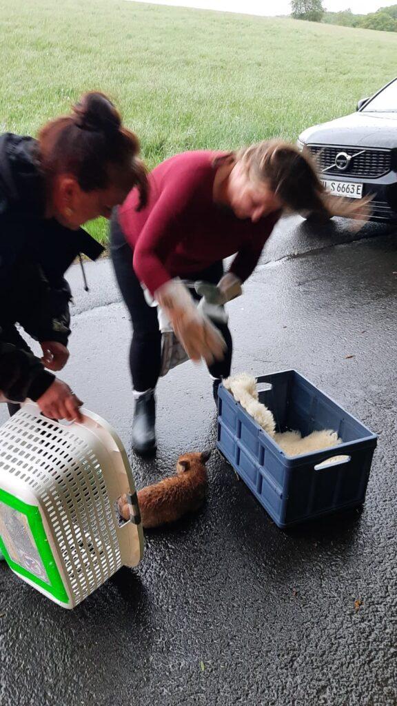 Helfer sichern einen verletzten Fuchs vorsichtig während eines Einsatzes