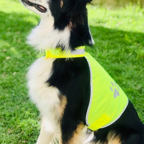 KC Hunde Warnweste gelb